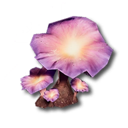 Image20